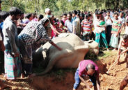সীমান্তে আবারও বন্যহাতির মরদেহ উদ্ধার!