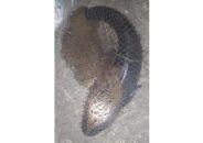 বরগুনায় বড়শিতে ধরা পড়লো ১৩ কেজি গজাল মাছ
