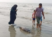 কুয়াকাটা সৈকতে ভেসে এলো মৃত ডলফিন