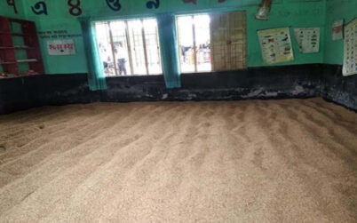 শ্রেণিকক্ষে শুকানো হচ্ছে ধান