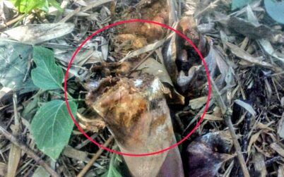 দর্শনার যদুপুরে শত্রুতামূলকভাবে বাঁশের কুড়া ভাঙার অভিযোগ