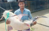 পদ্মায় জেলের জালে ৩৪ কেজির বাগাড় মাছ