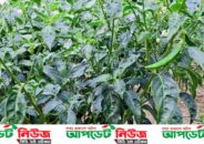 ডাবল পেরিয়ে ত্রিপল সেঞ্চুরির পথে কাঁচা মরিচ