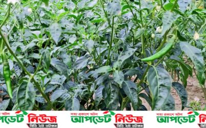 ডাবল পেরিয়ে ত্রিপল সেঞ্চুরির পথে কাঁচা মরিচ