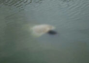 মাদারীপুর কালকিনিতে পুকুরে মিলল যুবকের লাশ! পরিবারের দাবি হত্যা