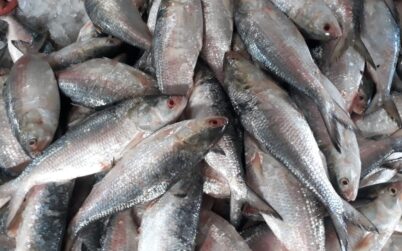 চোখের সামনে রূপালী ইলিশঃ সাধ আছে সাধ্য নাই !