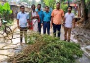 আলমডাঙ্গায় ৮টি গাঁজা গাছসহ একজন আটক