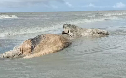 কুয়াকাটা  সৈকতে ভেসে এলো মৃত তিমি