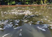 বাবুগঞ্জে বিষে মরল ৩ লাখ টাকার মাছ