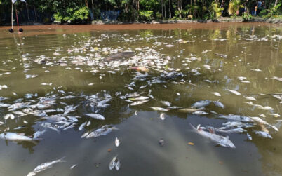 বাবুগঞ্জে বিষে মরল ৩ লাখ টাকার মাছ