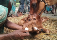 জন্ম নিল দুই মাথাওয়ালা বাছুর