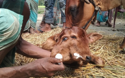 জন্ম নিল দুই মাথাওয়ালা বাছুর