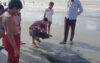 কুয়াকাটা সৈকতে ভেসে এলো ৫ ফুট দৈর্ঘ্যের মৃত ডলফিন
