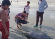 কুয়াকাটা সৈকতে ভেসে এলো ৫ ফুট দৈর্ঘ্যের মৃত ডলফিন