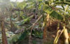 শত্রুতার জেরে ১৪০০ কলাগাছ কর্তন