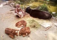 গৌরনদীতে এক গাভীর তিন বাছুর প্রসব