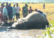 ভারতীয় সীমান্তে বন্যহাতির মৃত্যু