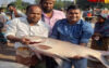 পদ্মায় ধরা পড়ল ২০ কেজির কাতল মাছ