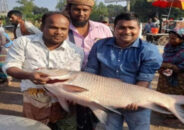 পদ্মায় ধরা পড়ল ২০ কেজির কাতল মাছ
