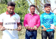 পটুয়াখালীতে ৭ ফুট লম্বা শঙ্খিনী সাপ অবমুক্ত