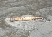 কুয়াকাটা সৈকতে ভেসে এলো ৪ ফুট লম্বা মৃত ডলফিন