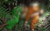 মঠবাড়িয়ায় গৃহবধূকে জবাই করে হত্যা, লাশ মিলল ডোবায়