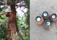 খেজুর রস চুরি করতে না পেরে হাঁড়িতে নেশার ট্যাবলেট
