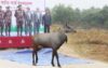গাজীপুরে বঙ্গবন্ধু সাফারি পার্কে বিরল প্রজাতির নীলগাই 