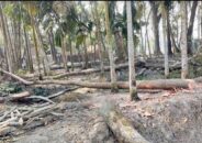 মঠবাড়িয়ায় জোর করে জমি দখলের চেষ্টা ॥ লক্ষাধিক টাকার গাছ কর্তণ