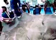 মেঘনায় জালে ধরা পড়ল ২৬৩ কেজির শাপলাপাতা মাছ