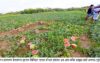 রাতের আঁধারে ৮শ তরমুজ কেটে ফেলল দুর্বৃত্তরা