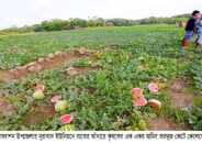 রাতের আঁধারে ৮শ তরমুজ কেটে ফেলল দুর্বৃত্তরা