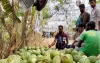 কলাপাড়ায় জমজমাট নির্বাচনে রমরমা তরমুজ বিক্রি