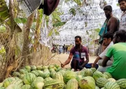 কলাপাড়ায় জমজমাট নির্বাচনে রমরমা তরমুজ বিক্রি