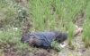 ভোলার চরফ্যাশনে ধানক্ষেত থেকে ব্যবসায়ীর মরদেহ উদ্ধার
