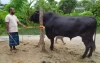 কালো মানিকের দাম ১২ লাখ!
