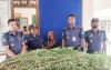 ফলবাগানে গাঁজা চাষ, ৩০টি গাঁজার গাছসহ নারী গ্রেফতার!