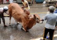 বরিশালে ১৪২ স্থানে পশু কোরবানি