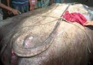 জেলের জালে ৩০০ কেজির শাপলা পাতা মাছ