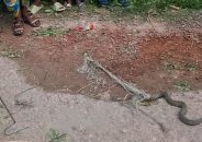 পটুয়াখালীতে বিষধর রাসেলস ভাইপার উদ্ধার