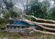 গলাচিপায় মিধিলির প্রভাবে ঘরের ওপর গাছ পড়ে