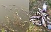 চুয়াডাঙ্গার বড়শলুয়ায় পুকুরে শত্রুতামূলক বিষ প্রয়োগ, মোটা অঙ্কের টাকা ক্ষতি