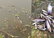 চুয়াডাঙ্গার বড়শলুয়ায় পুকুরে শত্রুতামূলক বিষ প্রয়োগ, মোটা অঙ্কের টাকা ক্ষতি
