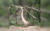 বাকেরগঞ্জে বাঁশের সাঁকোই গ্রামবাসীর একমাত্র ভরসা!