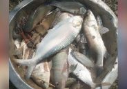 পুকুরে ধরা পড়ল ২ কেজির ইলিশ