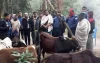 দুমকিতে ট্রাকসহ ৬ চোরাই গরু উদ্ধার