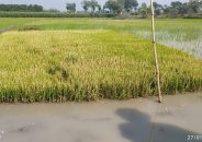 জীবননগরে শত্রুতামূলকভাবে ধানের বীজতলায় বিষপ্রয়োগ