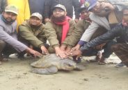 মনপুরায় বিরল প্রজাতির জীবন্ত সামুদ্রিক কচ্ছপ উদ্ধার