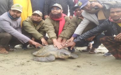 মনপুরায় বিরল প্রজাতির জীবন্ত সামুদ্রিক কচ্ছপ উদ্ধার