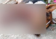 বরিশাল নগরে হঠাৎ কেন কুকুর জবাই!